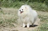 SPITZ ALLEMAND 405